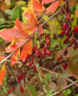 Früchte der Berberitze